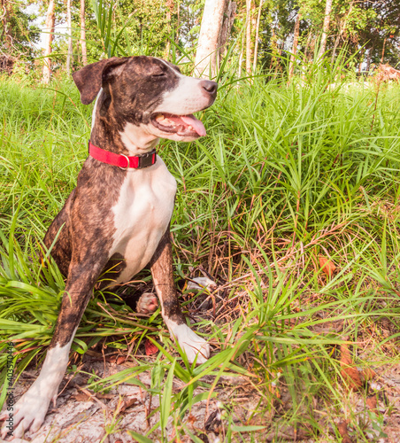 A cute Pittbull Terrier is playing in the forest