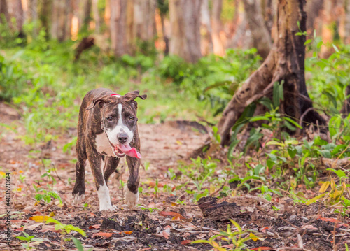A cute Pittbull Terrier is playing in the forest