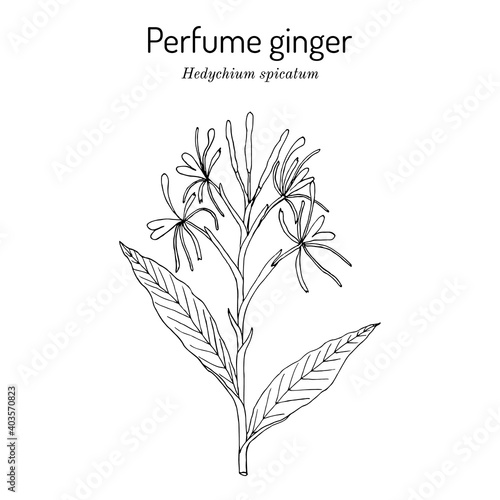 Perfume ginger hedychium spicatum , medicinal plant