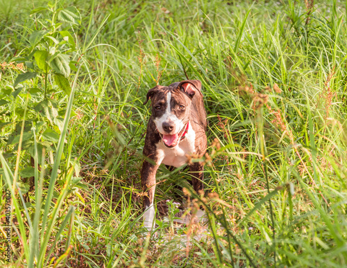 A cute Pittbull Terrier is playing in the forest