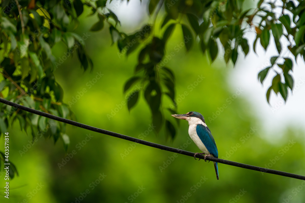 Fototapeta premium Collared kingfisher perching on the rope.