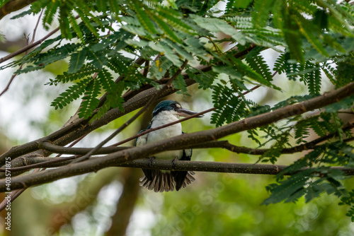 Collared kingfisher drying its wings.