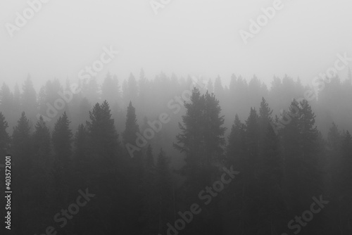 Trees and Forests on a Foggy Day in Yellowstone National Park