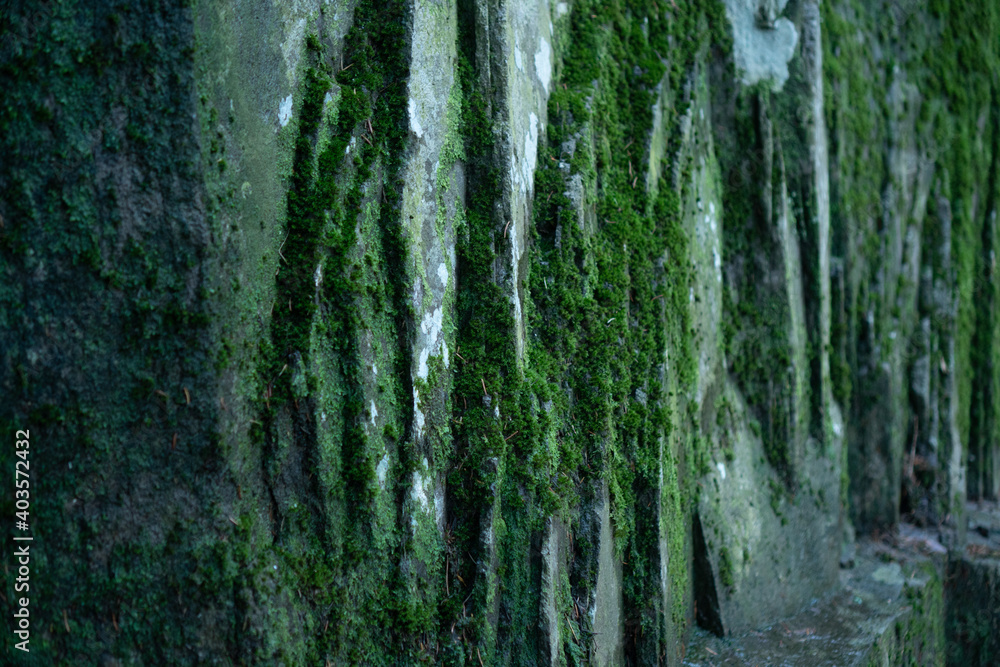 Obraz premium Moss texture. Moss background. Green moss on stone texture, background