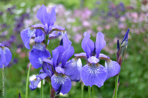 Fotografi bouquet of siberian blue irises