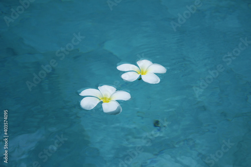 Flowers of plumeria in the water surface. Water fluctuations copy-space. Spa concept background