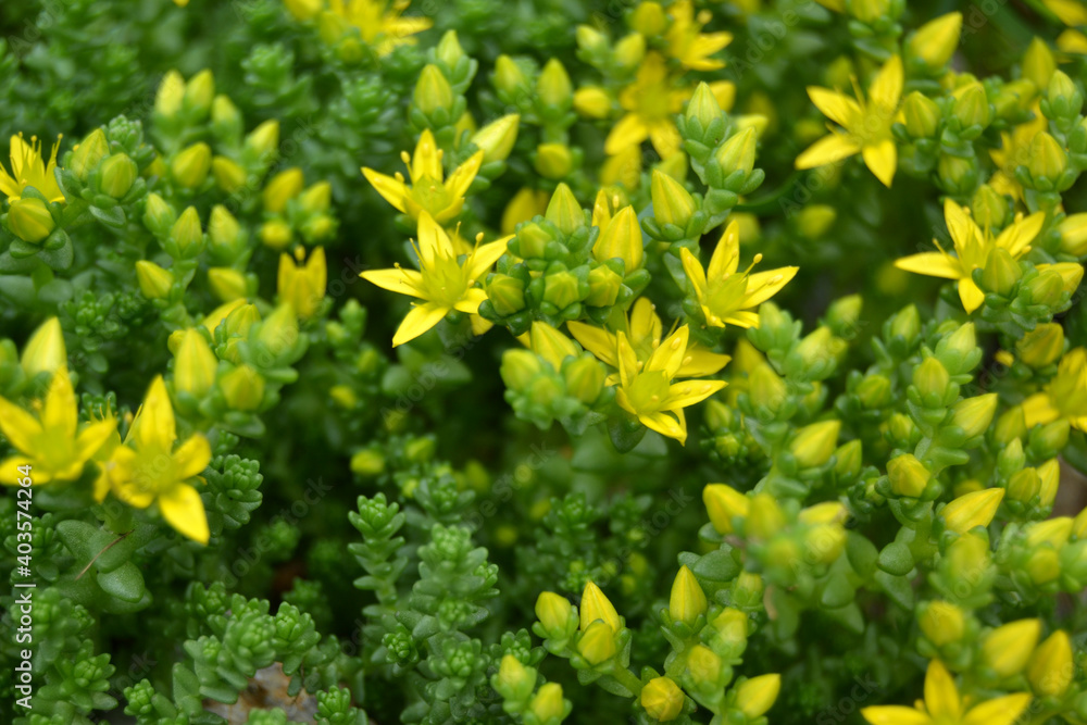 stonecrop, for creating background and texture
stonecrop, for creating background and texture