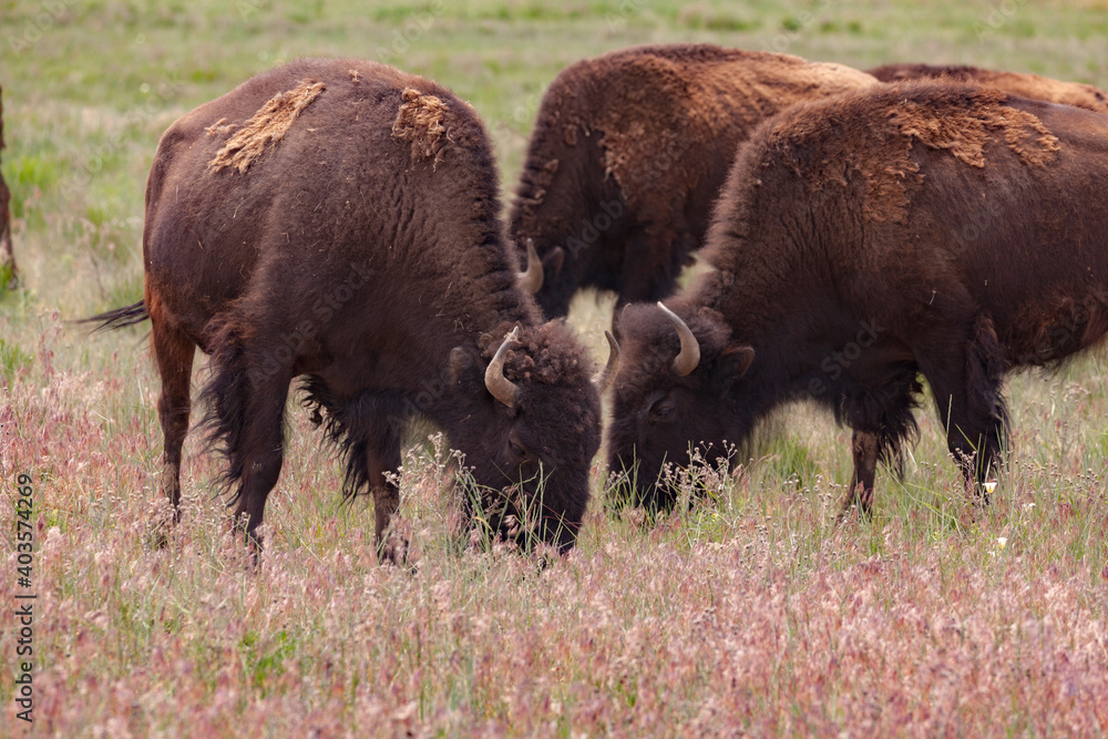 Bison -  Buffalo