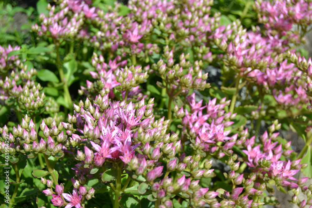 stonecrop, for creating background and texture
stonecrop, for creating background and texture