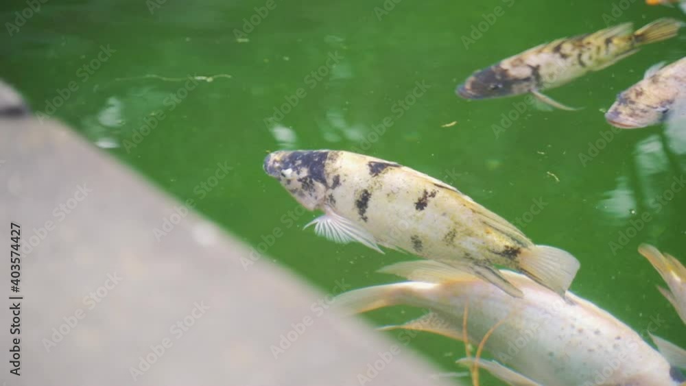 Carp In Ubud Temple Pond Carp In Ubud Temple Pond