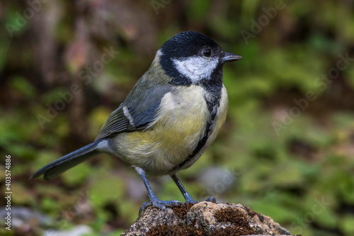 Kohlmeise (parus major)