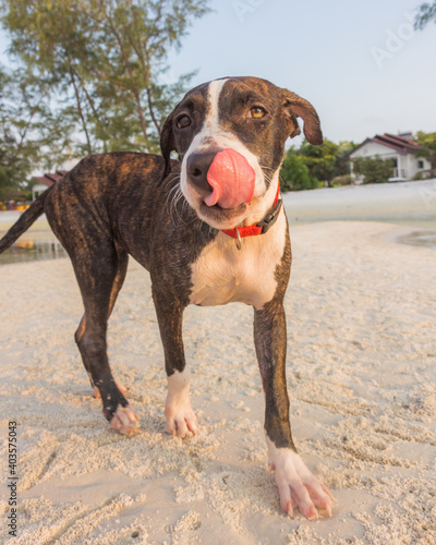 A cute Pittbull Terrier is playing at the beach