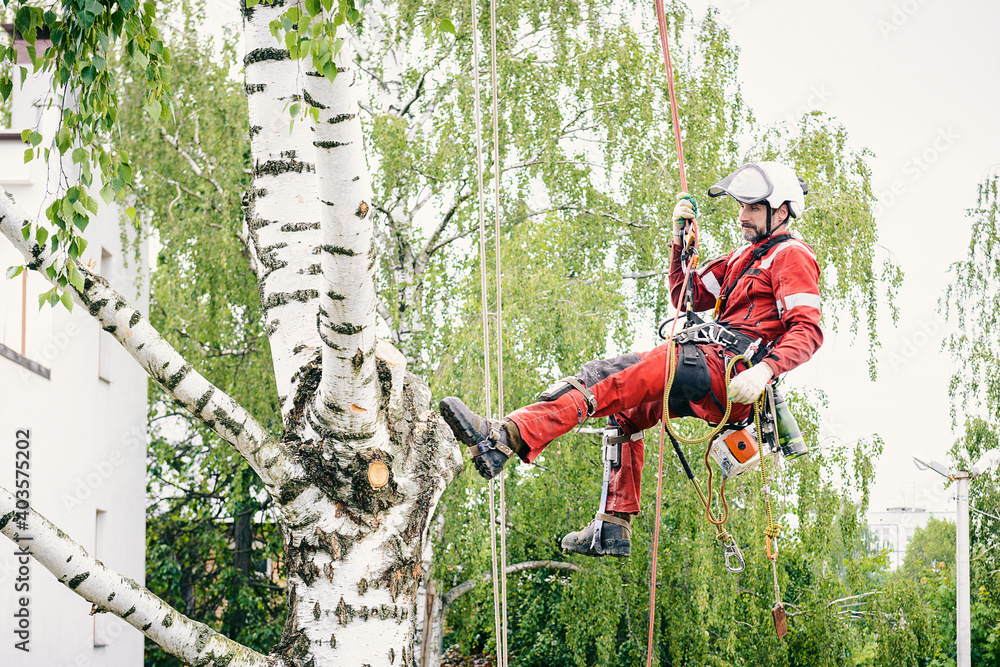 Naklejka premium Arborist cuts branches on a tree with a chainsaw, secured with safety ropes.