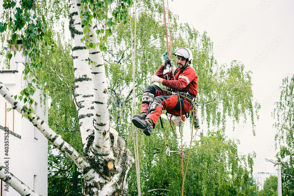 Arborist cuts branches on a tree with a chainsaw, secured with safety ropes. Arborist cuts branches on a tree with a chainsaw, secured with safety ropes.