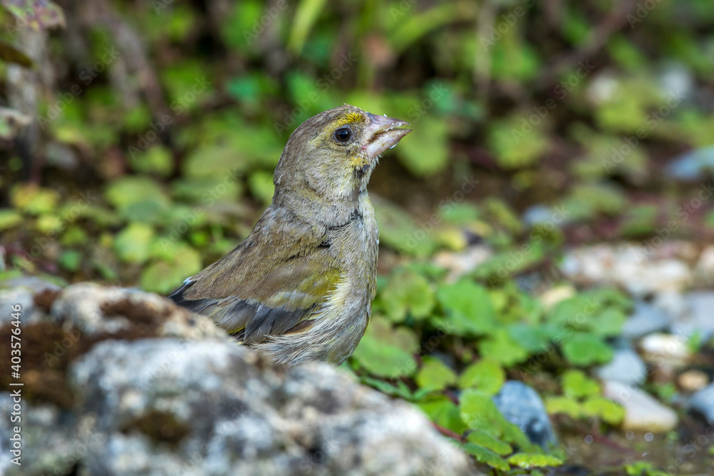 Grünfink (Carduelis chloris) an Wasserstelle Grünfink (Carduelis chloris) an Wasserstelle