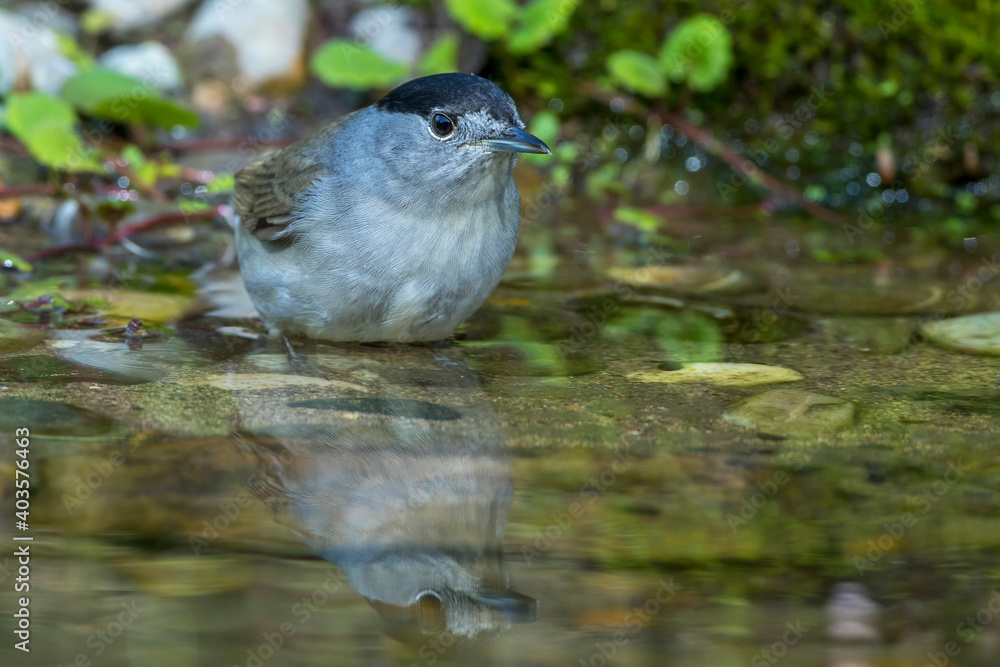 Mönchsgrasmücke (Sylvia atricapilla) Männchen Mönchsgrasmücke (Sylvia atricapilla) Männchen
