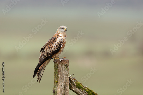 Red Kite perched on a fence post with green countryside in the background.