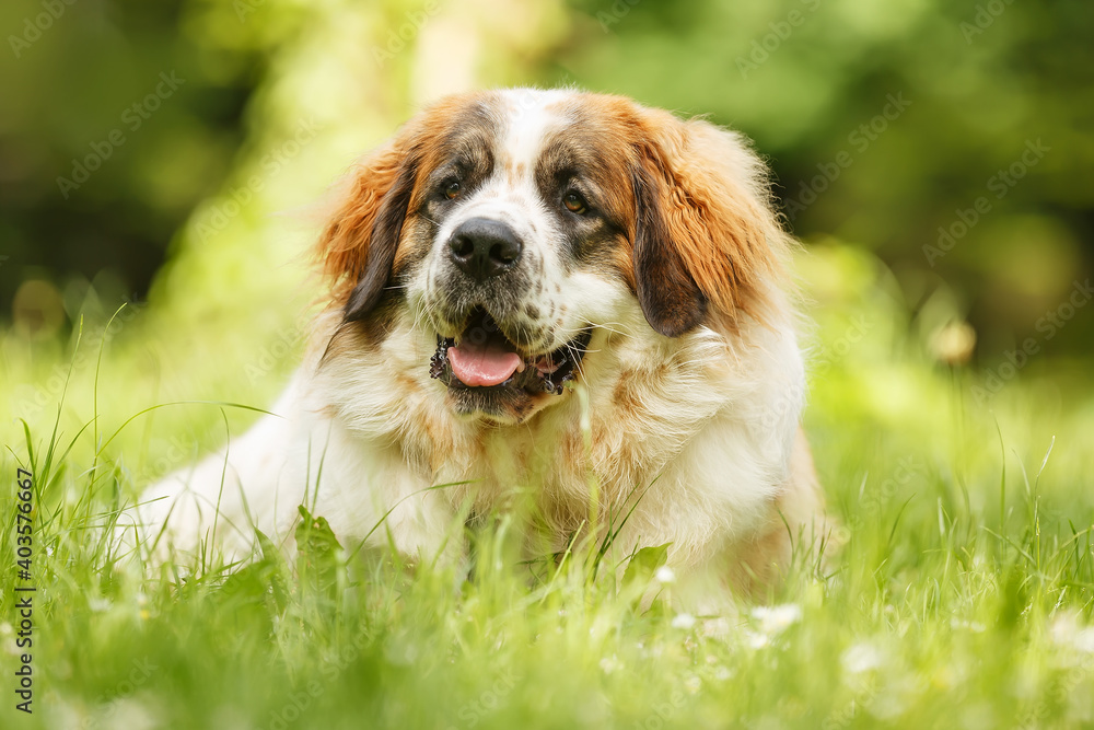 female Moscow Watchdog beautiful dog similar to Bernardine female Moscow Watchdog beautiful dog similar to Bernardine