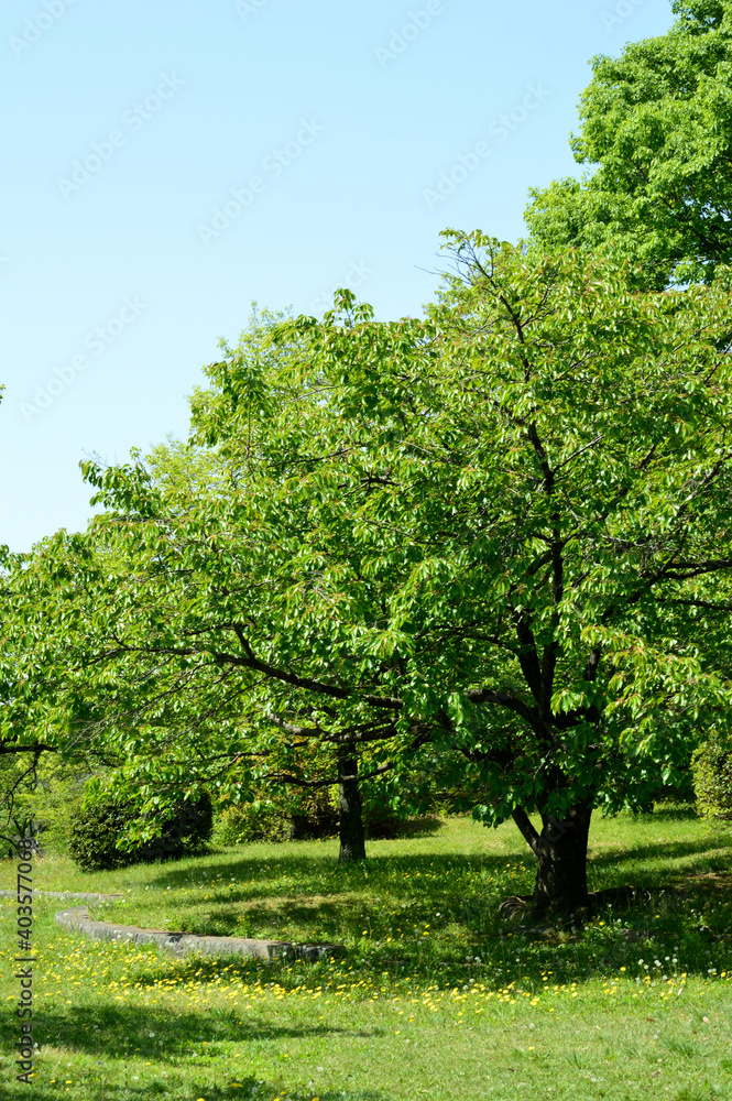 Spring park, young foliage trees Spring park, young foliage trees