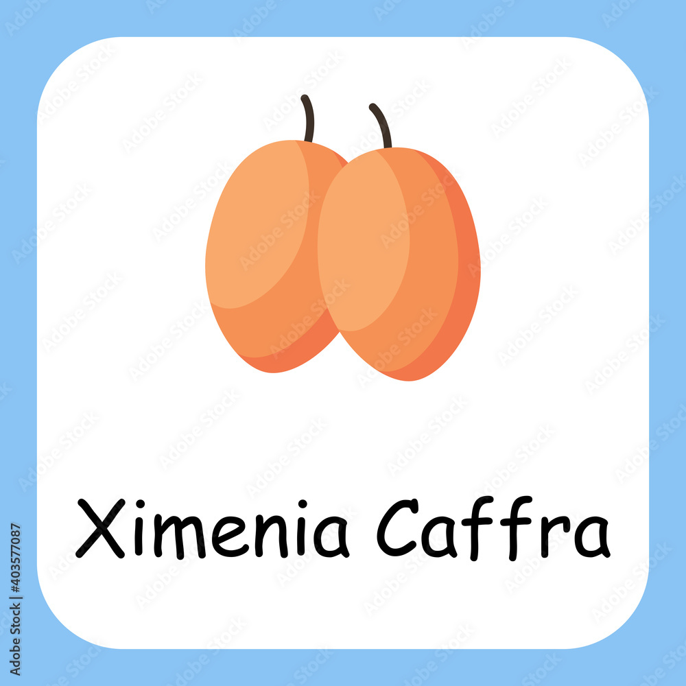 Flat Illustration of Ximenia Caffra with Text Vector Design. Education for Kids.