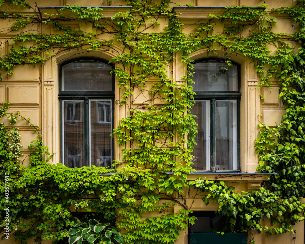 Plants growing on facade of an old yellow house