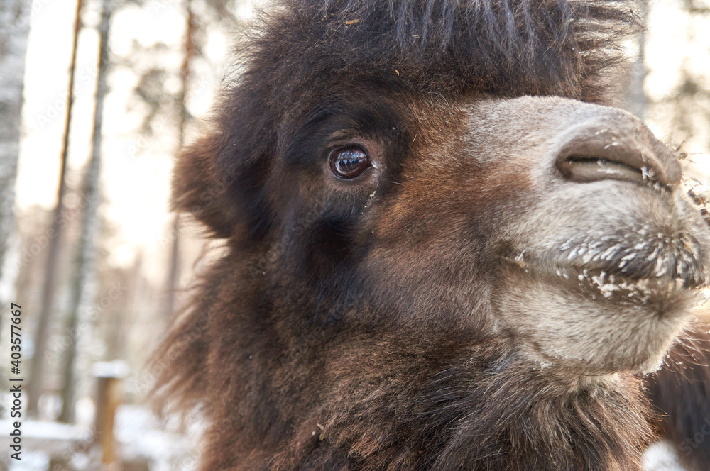 Fototapeta premium camel in winter. nursery for various animals