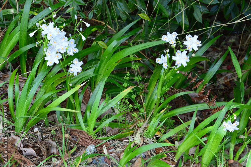 Fototapeta premium Spring park, the name of the flower is Shaga (Iris japonica)