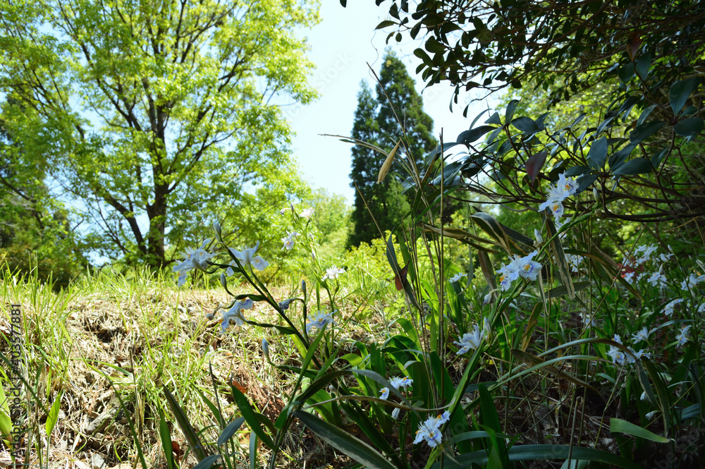 Spring park, the name of the flower is Shaga (Iris japonica) Spring park, the name of the flower is Shaga (Iris japonica)