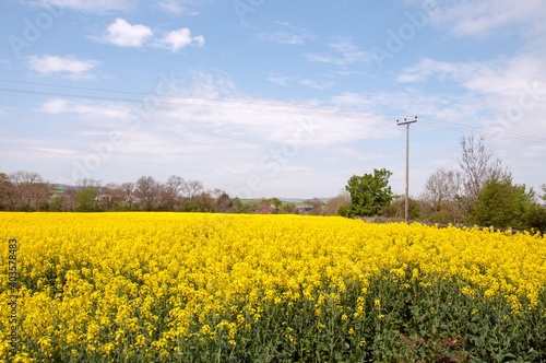 Canola crops in the English countryside.