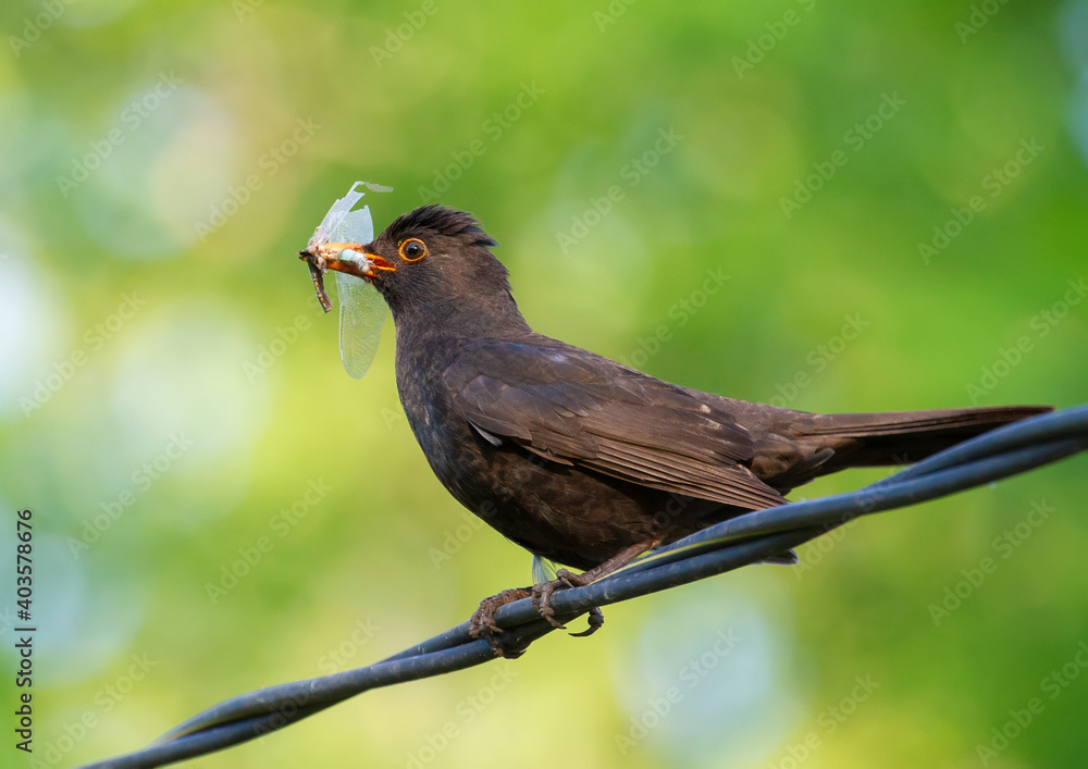 Fototapeta premium Common blackbird, Turdus merula. The male sits on the electric cable, it holds in its beak a dragonfly, will feed their chicks