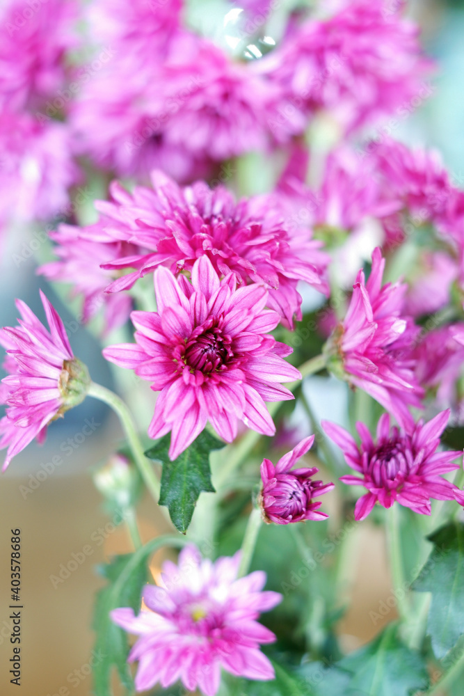 Fototapeta premium Flora pink flower color is blooming