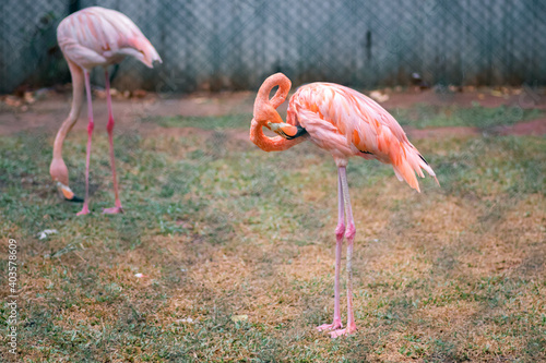 Greater Flamingo long neck beak Cleans his feathers in birds park  Hambantota.