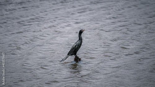 Cormorant bird perched and resting a wooden pole in the lake, gloomy weather.