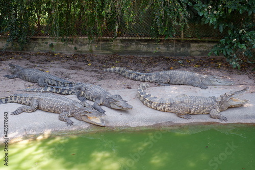 Crocodile group in farm are breeding and sleeping photo