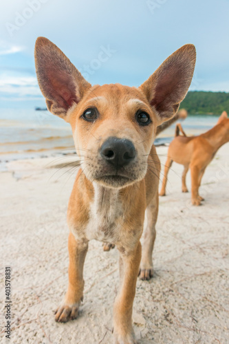 Two month old puppies playing at the beach