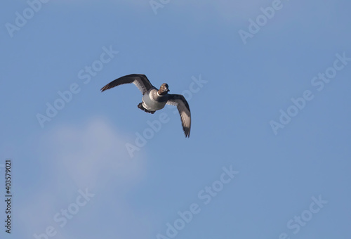 The common goldeneye  Bucephala clangula  is a medium-sized sea duck.