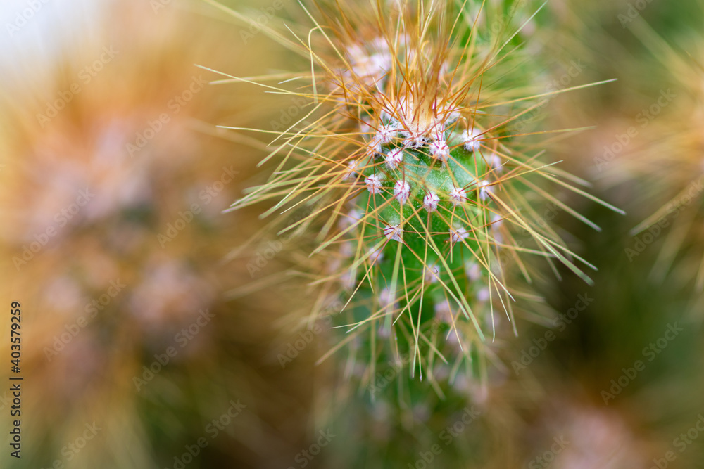 macro closeup shot of a garden green cactus plant and its spines can grow under harsh conditions without less water and more sun. macro closeup shot of a garden green cactus plant and its spines can grow under harsh conditions without less water and more sun.