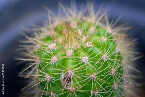 Golden Barrel Cactus plant in a pot and its spines close up macro photo  beautiful garden plant which requires less water and more sun.