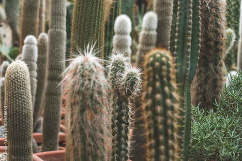 many different cacti close - up