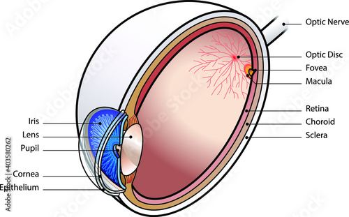 Human eye cross section with labels.