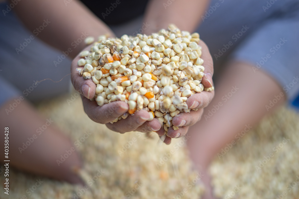 Farmer's Hand Holding up piles of Sun Dried Corn Seeds/ Kernels Farmer's Hand Holding up piles of Sun Dried Corn Seeds/ Kernels