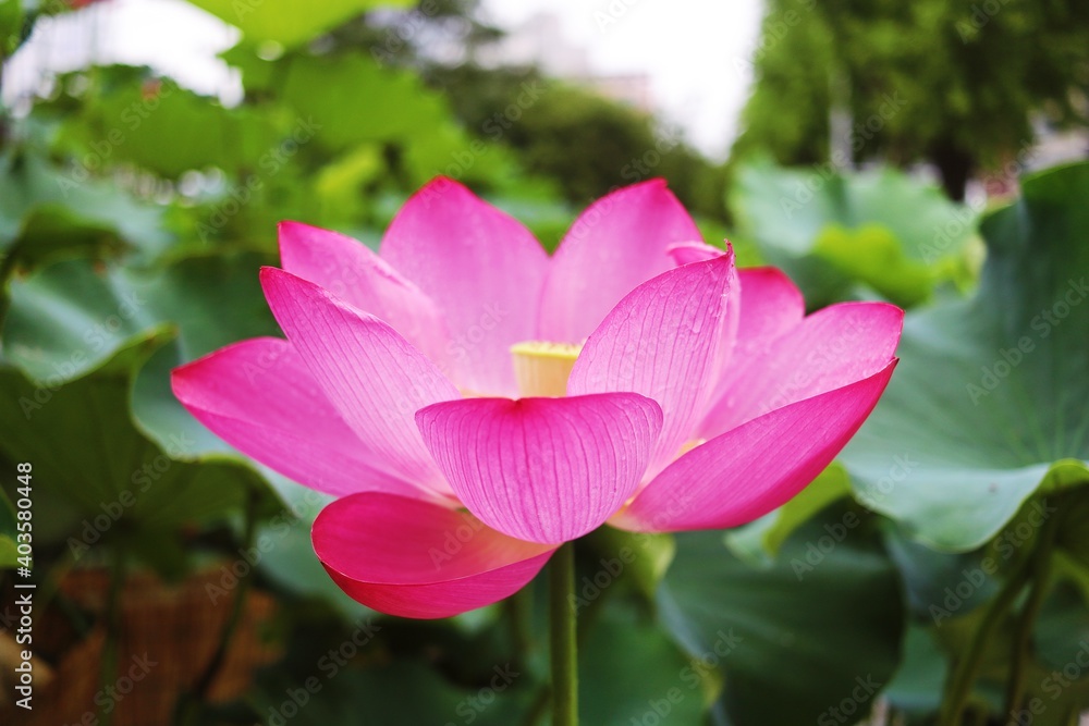pink lotus flower