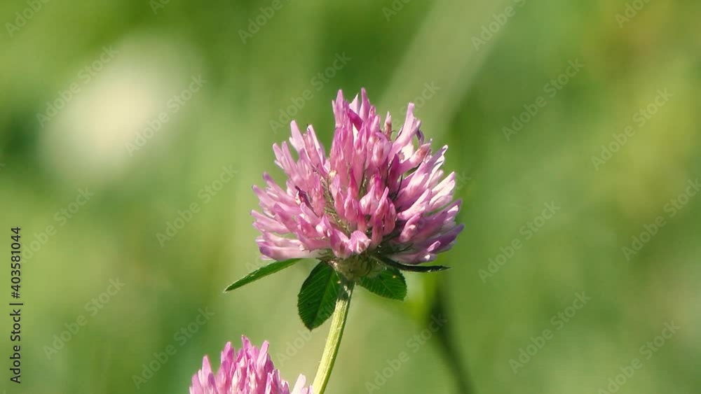 bee collects pollen and nectar from a clover flower in a meadow on a sunny day. bee collects pollen and nectar from a clover flower in a meadow on a sunny day.