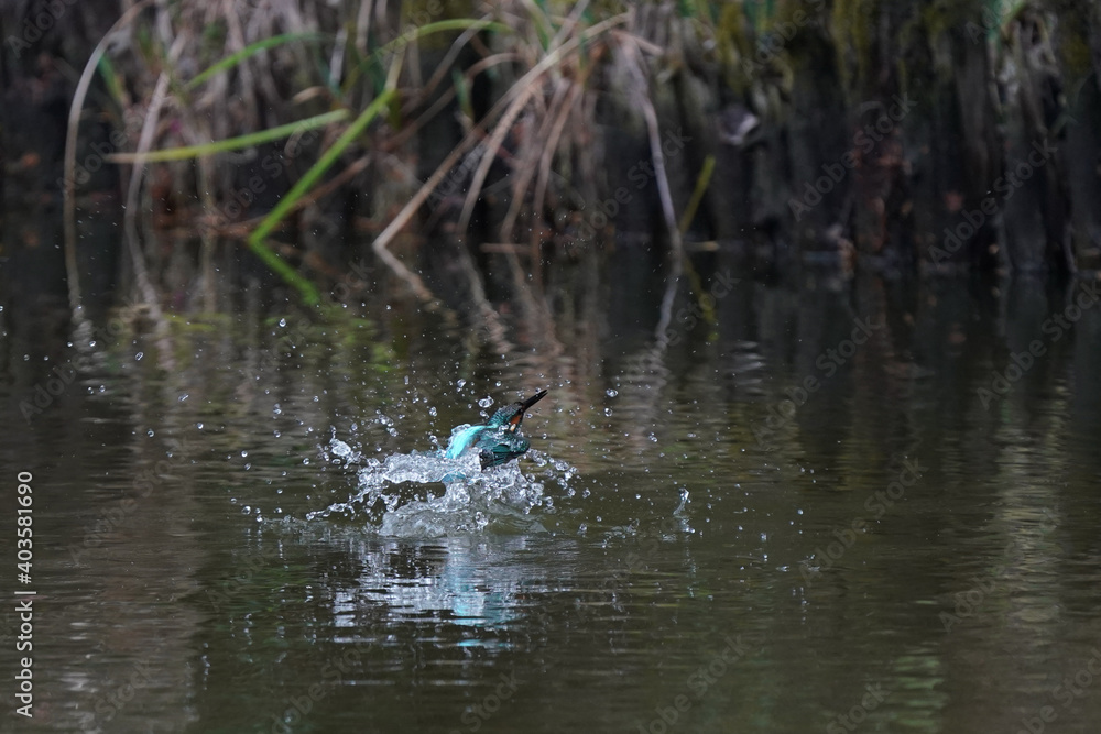 common kingfisher dives in water common kingfisher dives in water