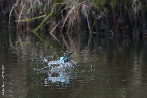 common kingfisher dives in water