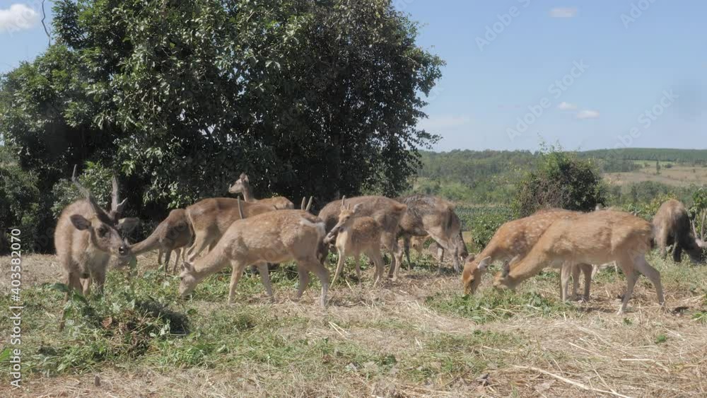close up of group of deers eating grass and leaves in the field close up of group of deers eating grass and leaves in the field