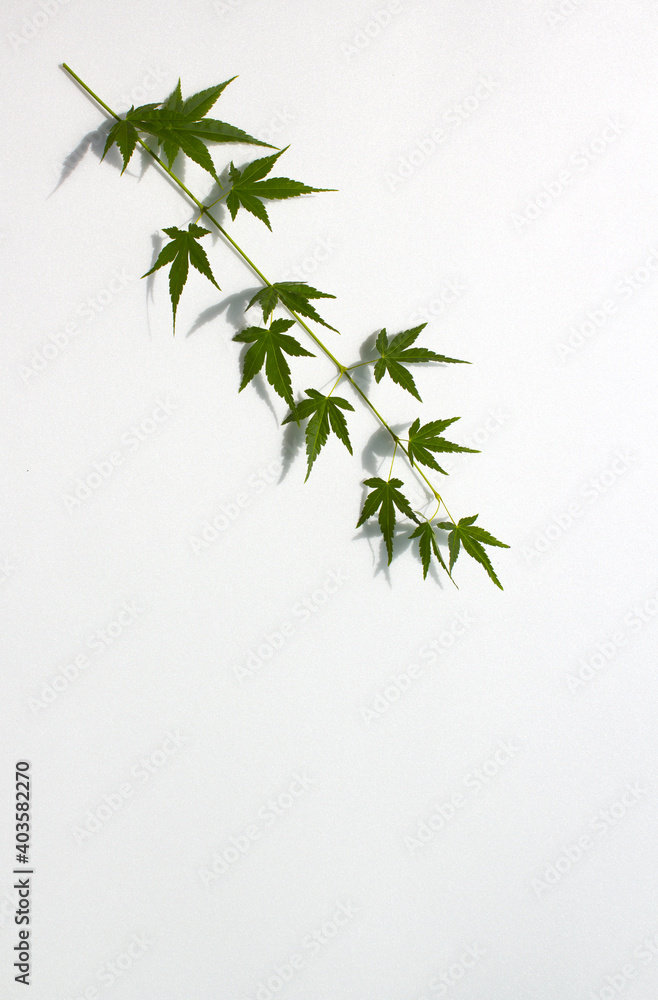 Fototapeta premium Fresh Green Maple isolated white background.