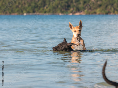 Two month old puppies playing at the beach