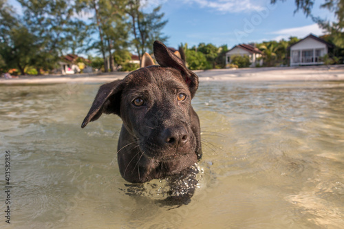 Two month old puppies playing at the beach