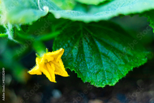 Yellow cucumber flower in the garden. Close-up of a blooming cucumber.
